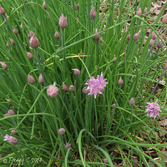 Chives ..