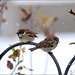 Sparrows and a House Finch