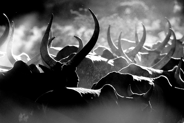 B&W horns in the dust