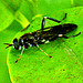 Bug on tangelo leaf