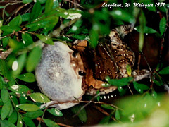 19 Calling Kaloula pulchra (Banded Bull-frog) Near Pool