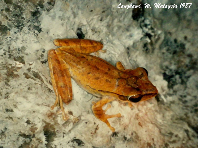 20 Polypedates leucomystax (Common Tree Frog)