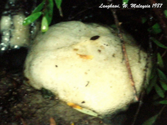 21 Polypedates leucomystax (Common Tree Frog) Egg Mass