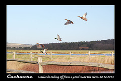 Mallard take off near the Cuckmere - 20.12.2013