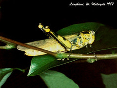 24 Valanga nigricornis (Turmeric Grasshopper)