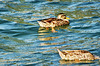 Ducks on Lake Taupo