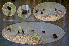 Moorhens galore 1 - very tame young Moorhens rush to be fed