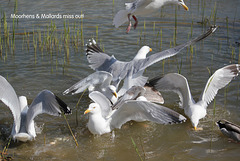 Moorhens galore 4 - but circling Herring Gulls barge in