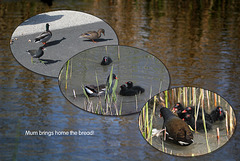 Moorhens galore 6 - so with segregated dining everyone gets some.