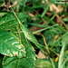 61 Acrida cinerea (Oriental Long-headed) Grasshopper