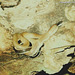 68 A 2.2m Cave Racer (Elaphe taeniura ridleyi)