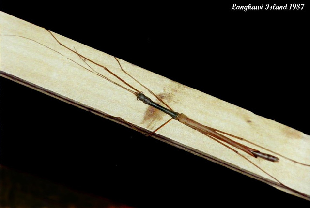 79 Phasmid Species 1 Adult Reared from Nymph