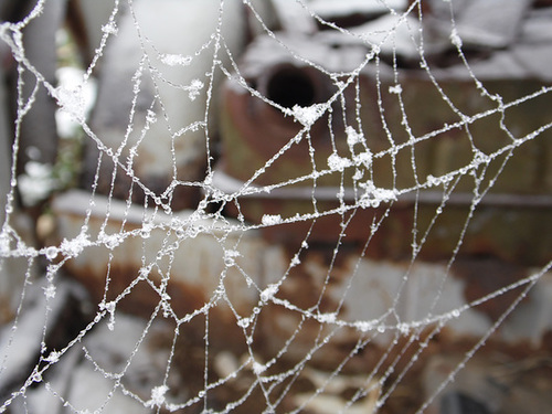 Frozen Spider Web