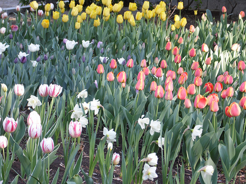 Yerevan Tulips