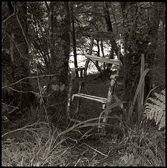 Forest Chair #1