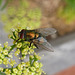 a fly on flowering parsley