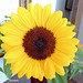 Positano Sunflower 051914