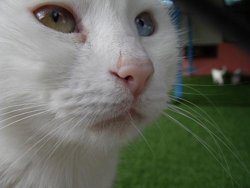 A Turkish Van Cat