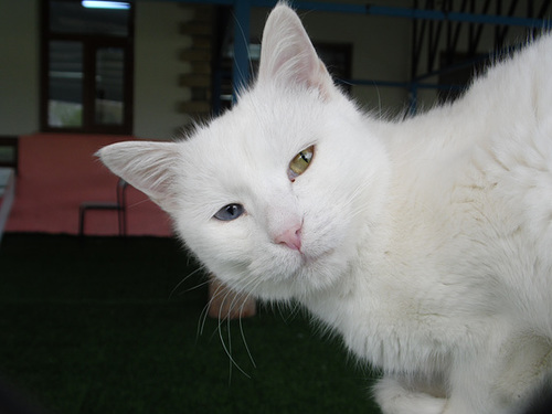 Another Turkish Van Cat