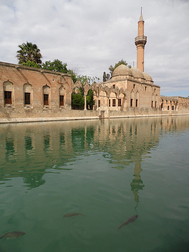 Sacred Carp, Şanlıurfa