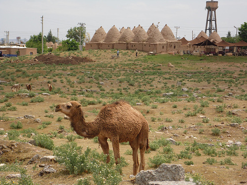 A Dromedary and Beehive Houses, Harran