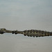 Saltwater crocodile (Crocodylus porosus)_3