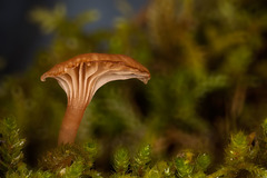 Tiny Mushroom in a Moss Forest