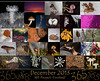 365 Project: December Collage