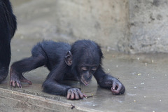 Bonobobaby Koseka (Wilhelma)