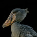 Shoebill Stork 111213