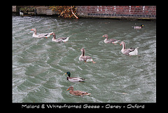 White fronted Geese & Mallards - Osney - Oxford - 6.12.2013