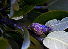 Tree Snail
