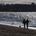 Walking the Dog - An afternoon on English Bay Beach