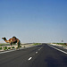 Highway von Dubai nach Al Ain. Achtung Camels kreuzen!  ©UdoSm
