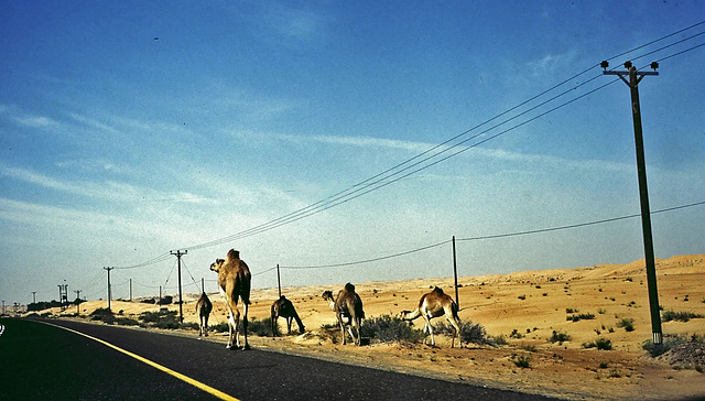 Highway von Dubai nach Al Ain. Camel Trail!  ©UdoSm