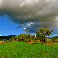 Spring sky and Olive Trees.
