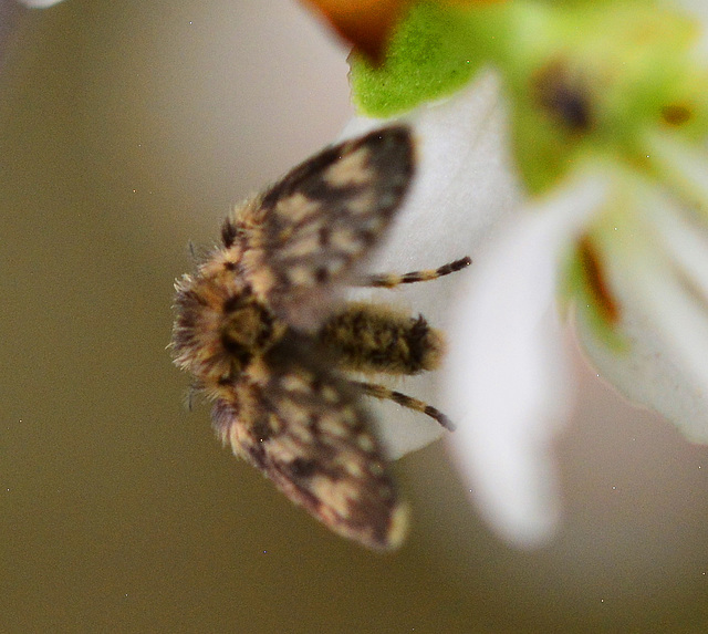 Moth Fly, Psychodidae. Thanks to Roger Morris for ID