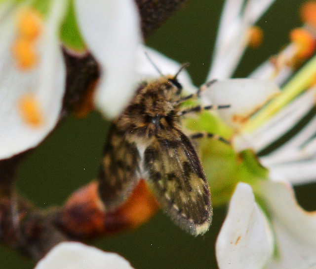 Moth Fly, Psychodidae. Thanks to Roger Morris for ID