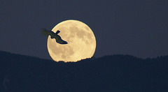 Einsamer Vogel der Nacht...  ©UdoSm