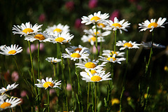 Marguerite Flowers