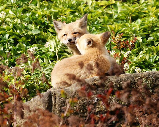 jeunes renards/baby foxes