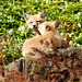 jeunes renards/baby foxes
