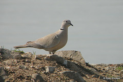 20100323-1811 Eurasian collared dove