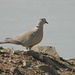 20100323-1811 Eurasian collared dove