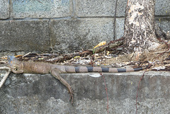 Iguanas in Martinique (1) - 12 March 2014