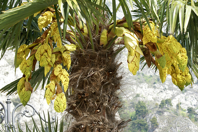 Blütenstände der Palme. ©UdoSm