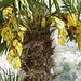 Blütenstände der Palme. ©UdoSm