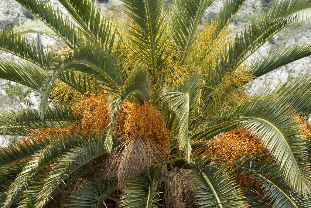 Fruchtstände der Palme. ©UdoSm