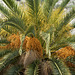 Fruchtstände der Palme. ©UdoSm