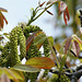 Blütenstände des Walnussbaumes. ©UdoSm
